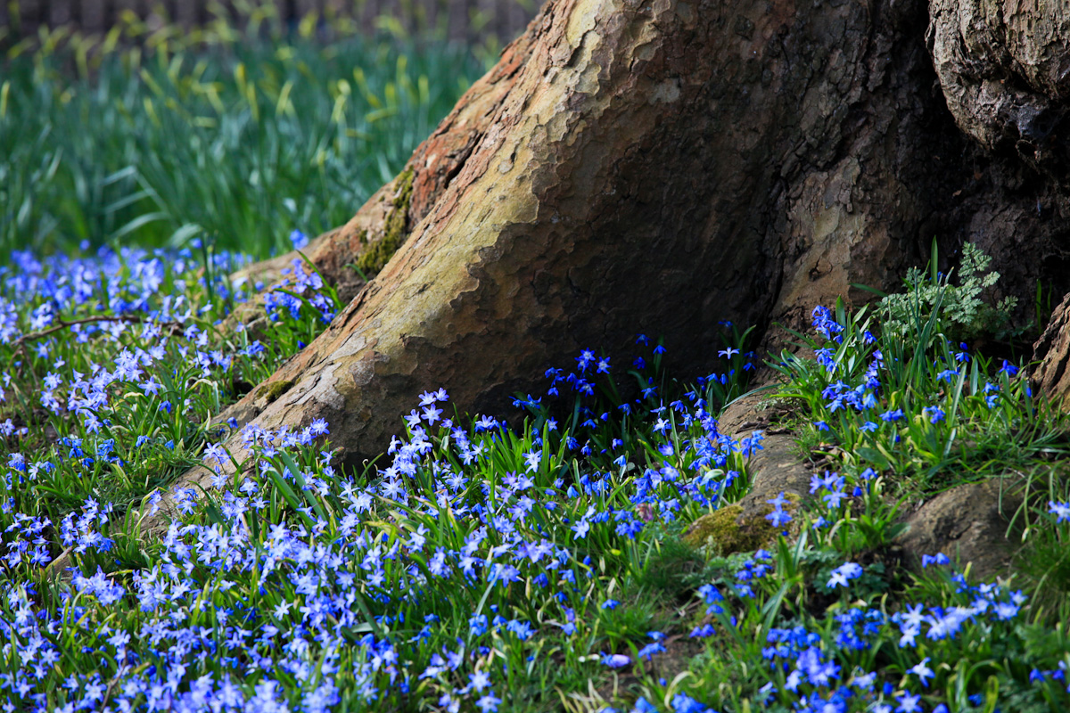 Magdalen's bluebells