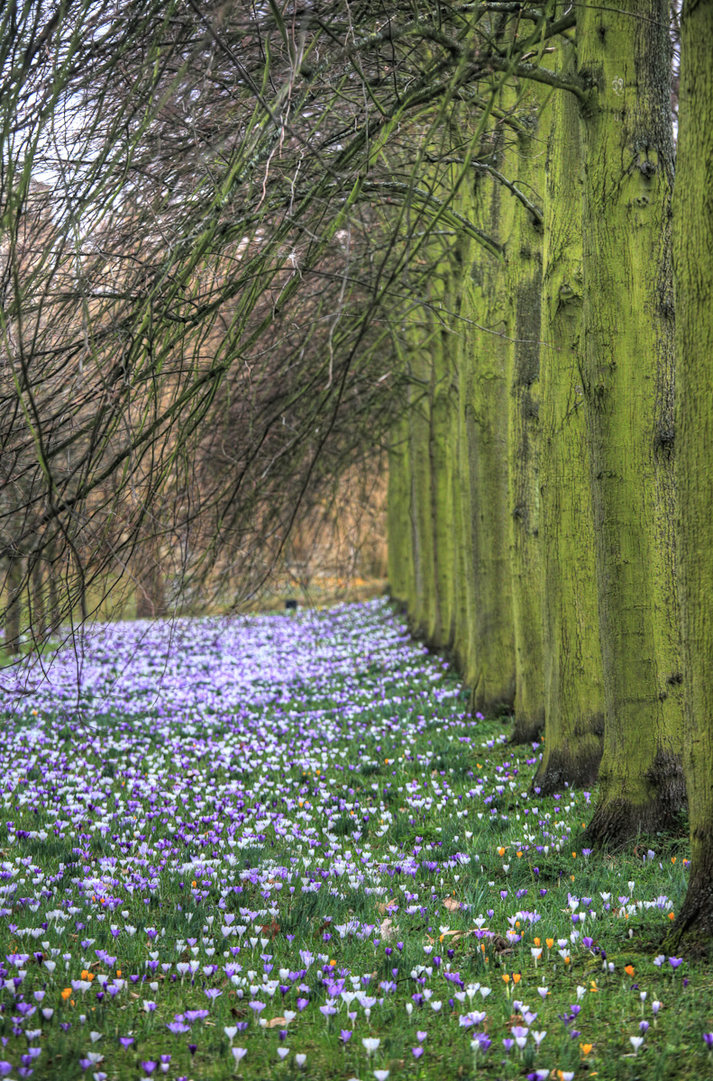 Spring blossoms